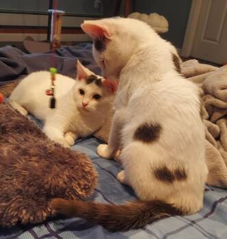 Rescue Domestic Short Hair Cats for Adoption in Roxbury Township, New Jersey - Pugsley And Wednesday | PetCurious