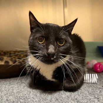 Domestic Short Hair Cats Available for Adoption in Sonoma, California - Sweeney Topple | PetCurious