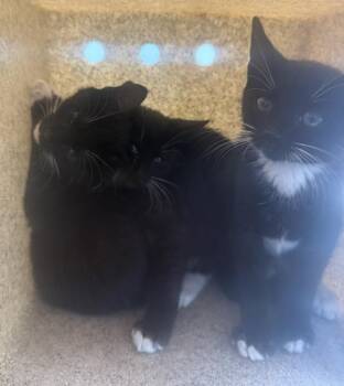 Turtleneck -  Domestic Short Hair Cat for Adoption - Turtleneck | PetCurious