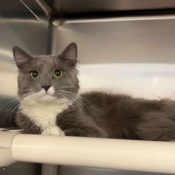 Domestic Medium Hair Cats Available for Adoption in Wilmington, Delaware - Romeo | PetCurious