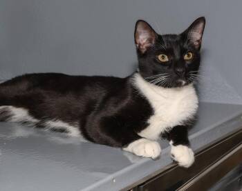 Oreo -  Domestic Short Hair Cat for Adoption in Elmwood Park, New Jersey - Oreo | PetCurious