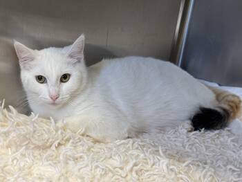 Rescue Domestic Short Hair Cats for Adoption in La Crescent, Minnesota - ISABELLE | PetCurious