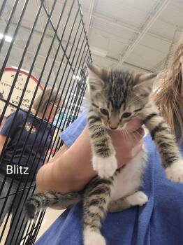 Blitz -  Domestic Short Hair Cat for Adoption in Gerrardstown, West Virginia - Blitz | PetCurious