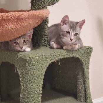 Rescue Domestic Short Hair Cats for Adoption in Pensacola, Florida - Luke | PetCurious