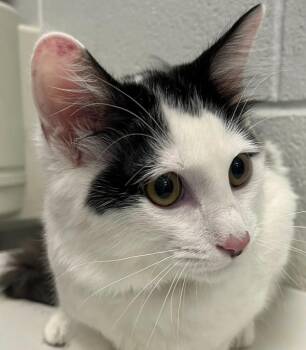 Pip -  Domestic Medium Hair Cat for Adoption in Golden, Colorado - Pip | PetCurious