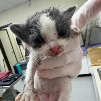 Pennzoil 26-09-111 -  Domestic Short Hair Cat for Adoption in Bastrop, Texas - Pennzoil 26-09-111 | PetCurious