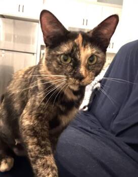 A141436 -  Domestic Short Hair Cat for Adoption in Burbank, California - A141436 | PetCurious