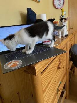 Lenticular -  Domestic Short Hair Cat for Adoption in Fort Collins, Colorado - Lenticular | PetCurious
