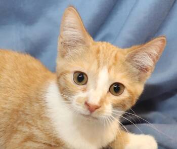Percy -  Domestic Short Hair Cat for Adoption in Euclid, Ohio - Percy | PetCurious