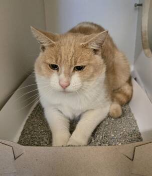 Seeley -  Domestic Short Hair Cat for Adoption in Phoenixville, Pennsylvania - Seeley | PetCurious