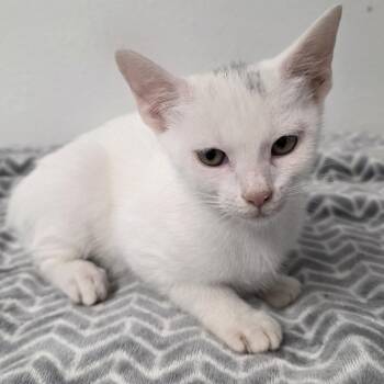 Filly -  Domestic Short Hair Cat for Adoption in Wiggins, Mississippi - Filly | PetCurious