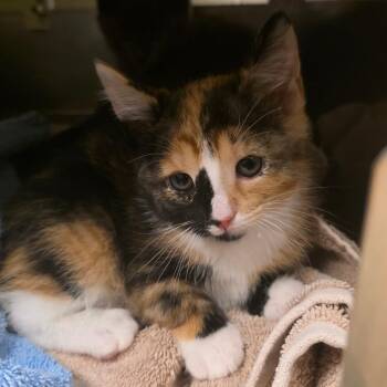 Bonnie -  Domestic Short Hair Cat for Adoption in Bristol, Indiana - Bonnie | PetCurious