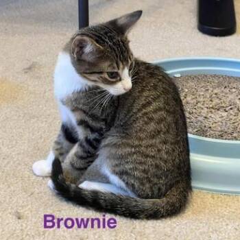 Rescue Domestic Short Hair Cats for Adoption in Liverpool, Texas - Brownie | PetCurious