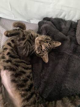 Tyra -  Domestic Short Hair Cat for Adoption in Cuyahoga Falls, Ohio - Tyra | PetCurious