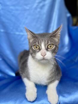 MISO -  Domestic Short Hair Cat for Adoption in Rowland Heights, California - MISO | PetCurious