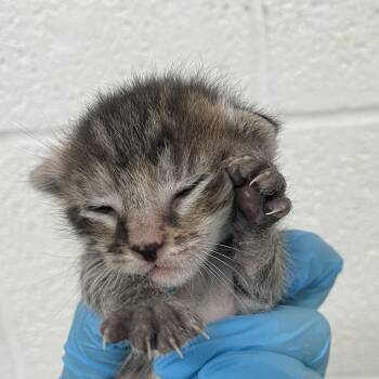 kitty 5 -  Domestic Short Hair Cat for Adoption in Edinburg, Texas - Kitty 5 | PetCurious