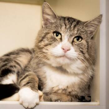 Chester -  Domestic Short Hair Cat for Adoption in Victor, New York - Chester | PetCurious