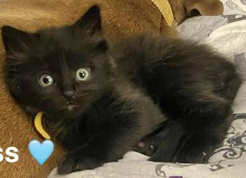 Cypress -  Domestic Long Hair Cat for Adoption in Beckley, West Virginia - Cypress | PetCurious
