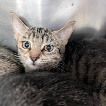 Aggie -  Domestic Short Hair Cat for Adoption in Titusville, Florida - Aggie | PetCurious
