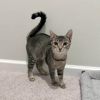 Marley -  Domestic Short Hair Cat for Adoption in Neffsville, Pennsylvania - Marley | PetCurious