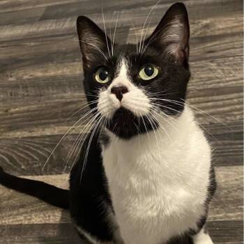 Domestic Short Hair Cats Available for Adoption in Huntsville, Alabama - Chicka Pop | PetCurious