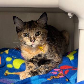 Jersey Devil -  Domestic Short Hair Cat for Adoption in Mentor, Ohio - Jersey Devil | PetCurious