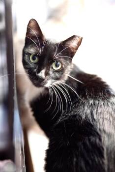 American Shorthair Cats Available for Adoption in Houston, Texas - Madrina | PetCurious