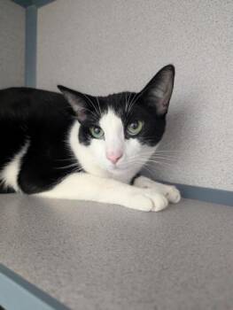 Pepper - I Am at petsmart Framingham -  Domestic Short Hair Cat for Adoption in East Brookfield, Massachusetts - Pepper - I Am At Petsmart Framingham | PetCurious