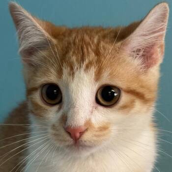 Blondie -  Domestic Short Hair Cat for Adoption in Decatur, Georgia - Blondie | PetCurious