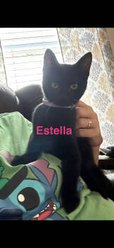 Rescue American Shorthair Cats for Adoption in Paulina, Louisiana - Estella | PetCurious