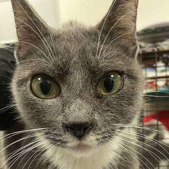 Rescue Domestic Short Hair Cats for Adoption in Las Cruces, New Mexico - Queenbee | PetCurious