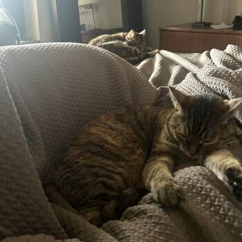 Molasses -  Domestic Short Hair Cat for Adoption in Evanston, Illinois - Molasses | PetCurious