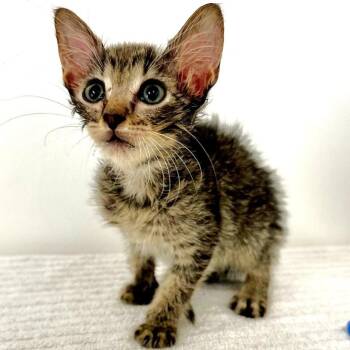 Little Debbie -  Domestic Short Hair Cat for Adoption in Warrensburg, Missouri - Little Debbie | PetCurious