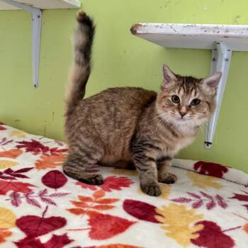 Calypso -  Domestic Medium Hair Cat for Adoption in Brownsboro, Alabama - Calypso | PetCurious