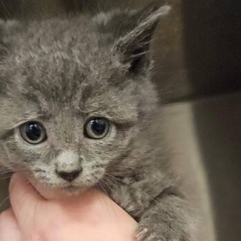 Fog -  Domestic Short Hair Cat for Adoption in Bentonville, Arkansas - Fog | PetCurious