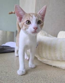 Jewel -  Domestic Short Hair Cat for Adoption in Honolulu, Hawaii - Jewel | PetCurious