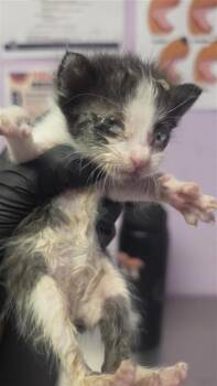 61212424 -  Domestic Short Hair Cat for Adoption in El Paso, Texas - 61212424 | PetCurious