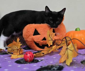 Rescue Domestic Short Hair Cats for Adoption in New Castle, Pennsylvania - Merlin | PetCurious