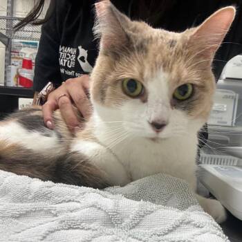 Domestic Short Hair Cats Available for Adoption in Murray, Utah - Armani | PetCurious