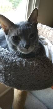 Rescue Domestic Short Hair and Tabby Cats for Adoption in Douglasville, Georgia - Casper | PetCurious