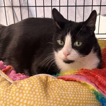 Domestic Short Hair Cats Available for Adoption - Valentine | PetCurious