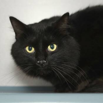 Rescue Domestic Medium Hair Cats for Adoption in Evansville, Indiana - Thistle | PetCurious