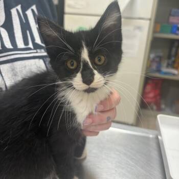 Dodge -  Domestic Short Hair Cat for Adoption in Pekin, Illinois - Dodge | PetCurious