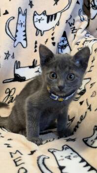 Percy -  Domestic Short Hair and Asian Cat Cat for Adoption in Eureka, California - Percy | PetCurious