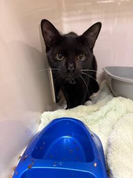 Stewart -  Domestic Short Hair Cat for Adoption in Burgaw, North Carolina - Stewart | PetCurious