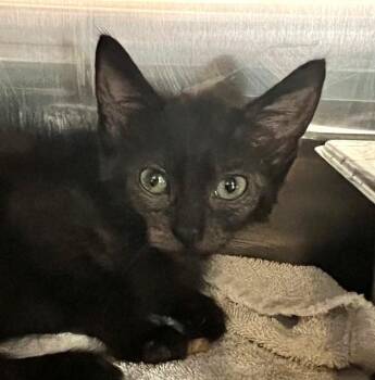 A659971 -  Domestic Short Hair Cat for Adoption in Houston, Texas - A659971 | PetCurious