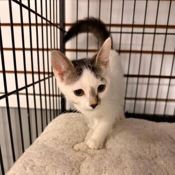 Lorelai -  Domestic Short Hair Cat for Adoption in Pawling, New York - Lorelai | PetCurious