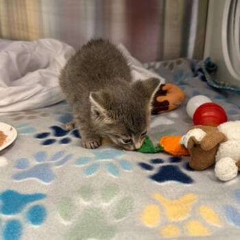 Slade -  Domestic Short Hair Cat for Adoption in Madisonville, Tennessee - Slade | PetCurious