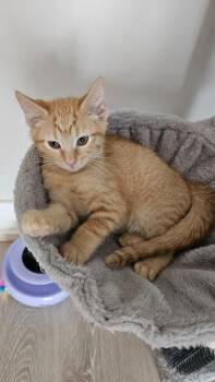 Solaris -  Domestic Short Hair Cat for Adoption in Chicago, Illinois - Solaris | PetCurious