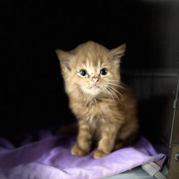 Kraft -  Domestic Medium Hair Cat for Adoption in Gadsden, Alabama - Kraft | PetCurious
